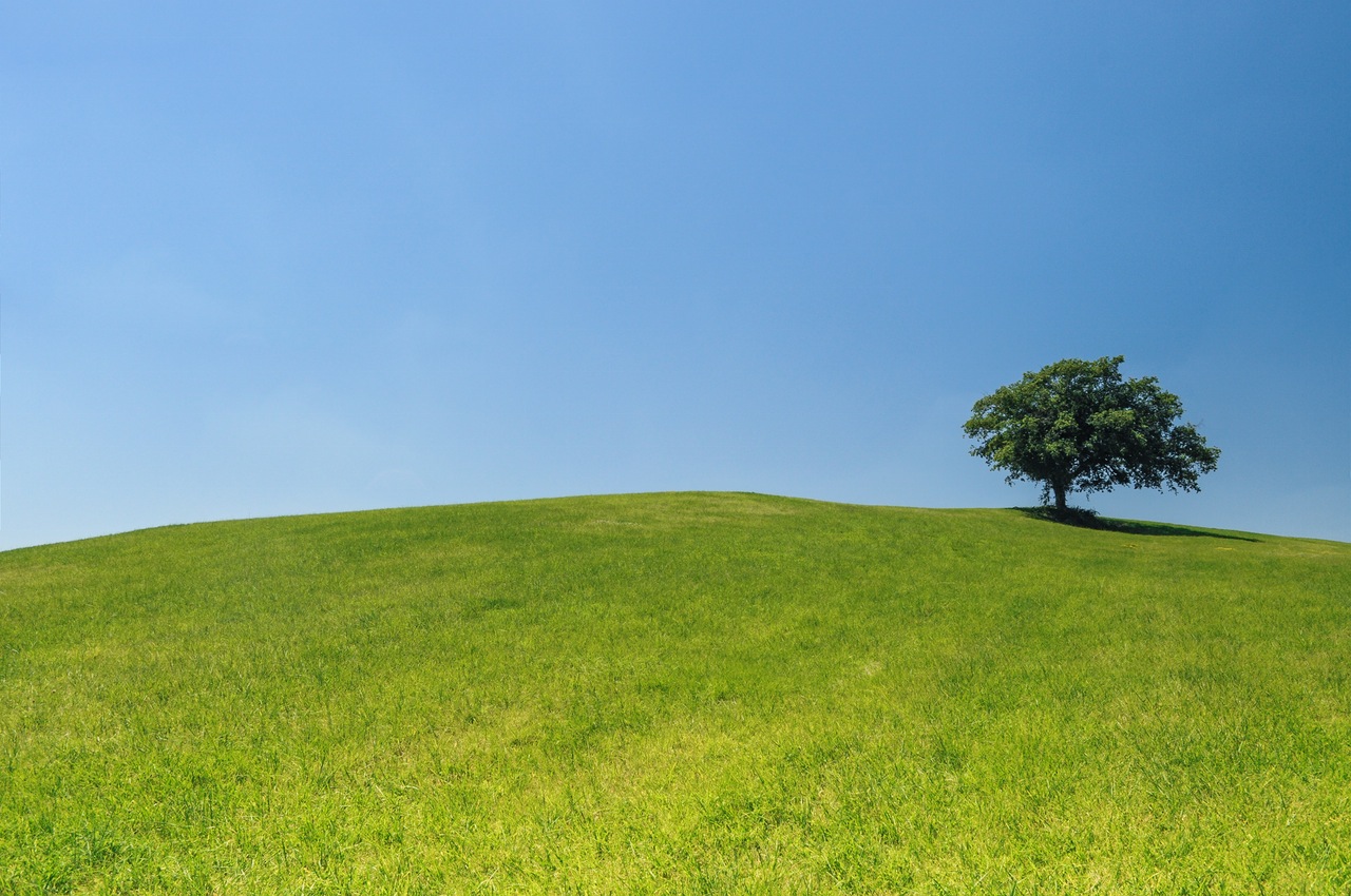 hill-meadow-tree-green